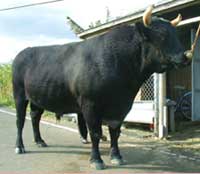 徳之島闘牛ランキング